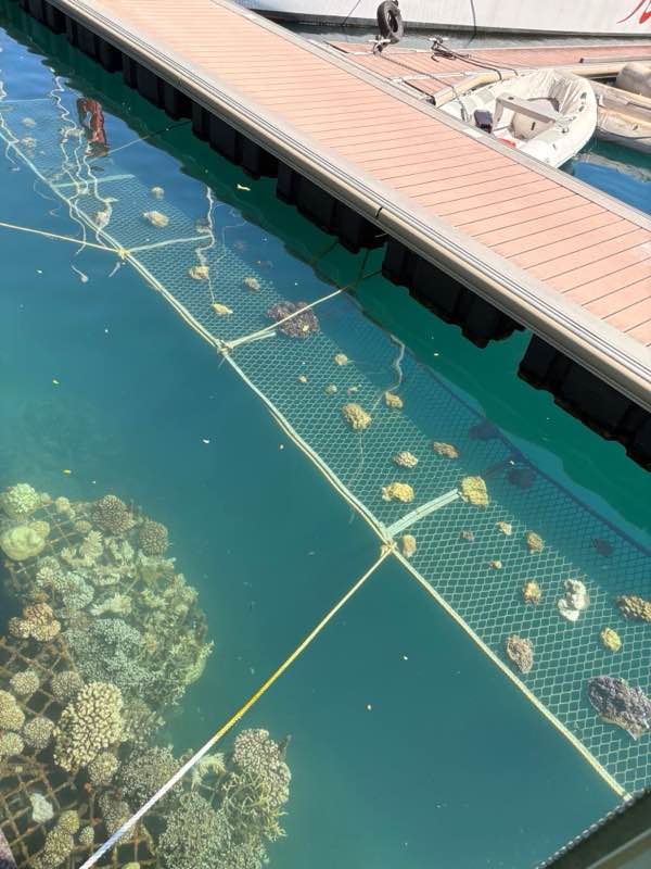 Plateaux à coraux immergés le long d'un ponton du port de Papeete, boutures réparties sur les grilles